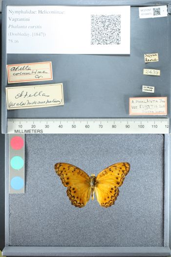 Media type: image;   Entomology 158973